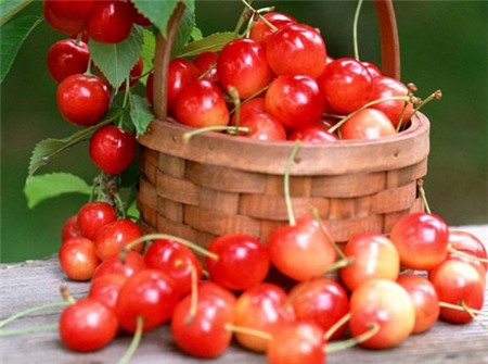 quangninh24h Thần dược giúp trẻ lâu từ trái cây màu đỏ