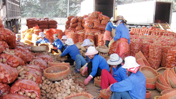 quangninh24h Khoai tây Trung Quốc nhiễm chất diệt mối: Kiểm dịch cửa khẩu để lọt