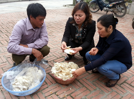 quangninh24h Giúp nhau trồng nấm sò thương phẩm ở Yên Đức